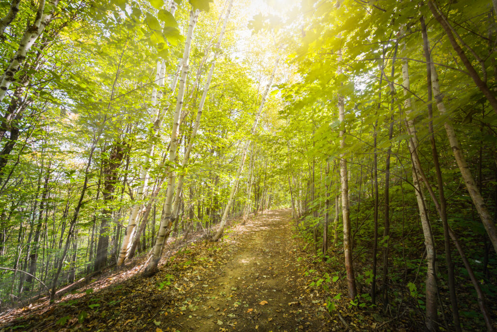 Birch pathway with penetrating sunlight on fall morning