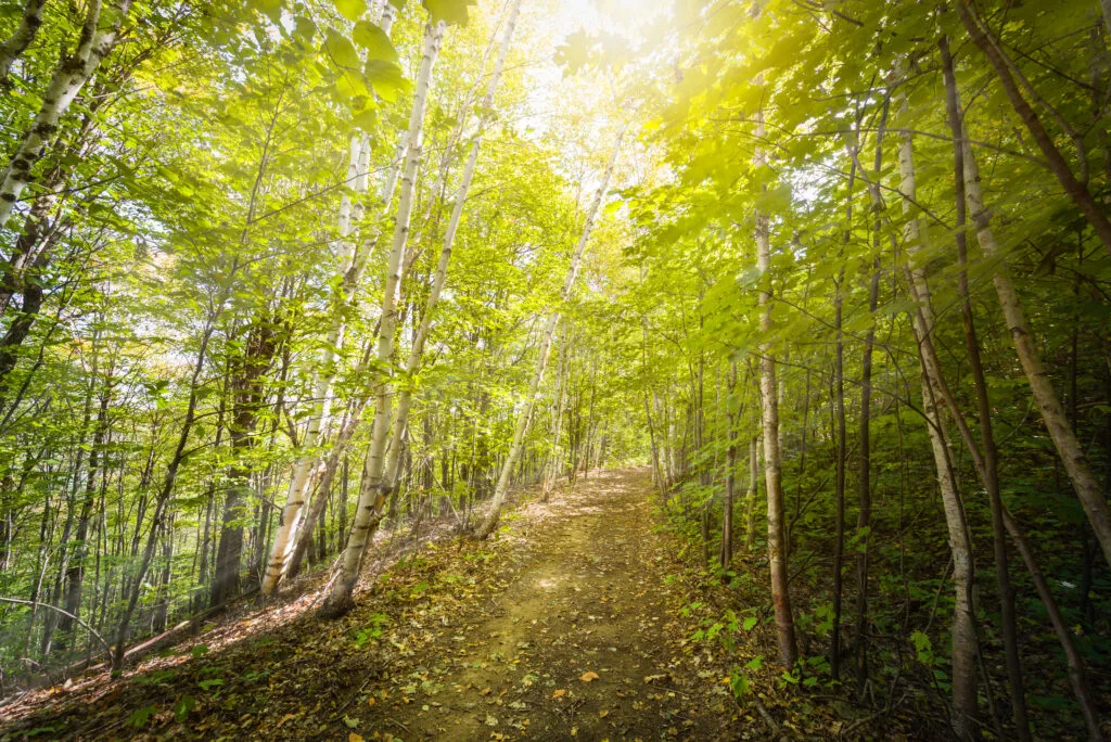 Birch pathway with penetrating sunlight on fall morning