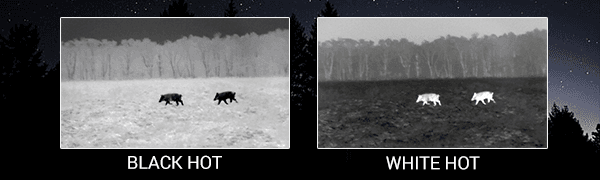 Night wildlife photography showcasing black and white hot filter effects with two bears in a forest clearing.
