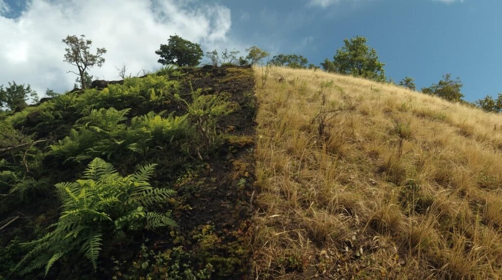 "Split comparison image of two hillsides, left side showing lush mossy north-facing slope with dense ferns and dark soil, right side showing drier sunny south-facing slope with grass and sparse vegetation, educational nature illustration, clear visual contrast, labeled or obvious directional context"